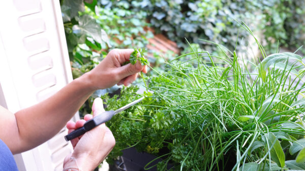 Jardinières pour fenêtres et balcon prêtes à poser