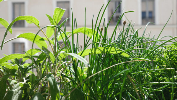 Jardinières pour fenêtres et balcon prêtes à poser