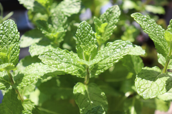 Jardinières pour fenêtres et balcon prêtes à poser