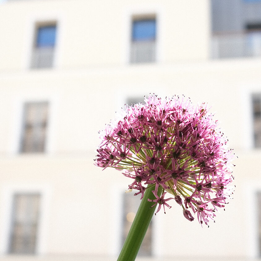 Jardinières pour fenêtres et balcon prêtes à poser